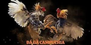 Tổng quan về sự kiện đá gà Campuchia