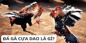 Giới thiệu về đá gà cựa dao là gì?